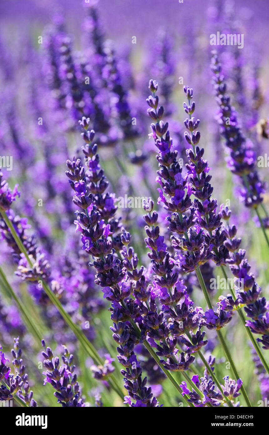 Lavendel - lavender 170 Stock Photo