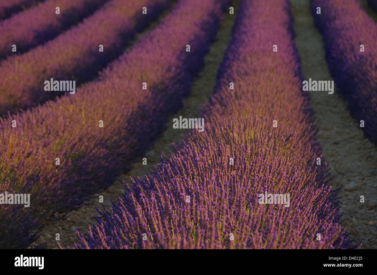 Lavendelfeld - lavender field 40 Stock Photo
