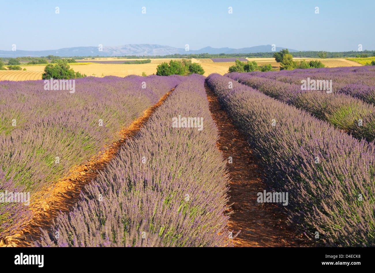 Lavendelfeld - lavender field 91 Stock Photo