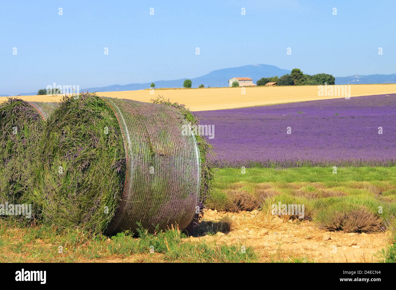 Lavendelfeld Ernte - lavender field harvest 10 Stock Photo