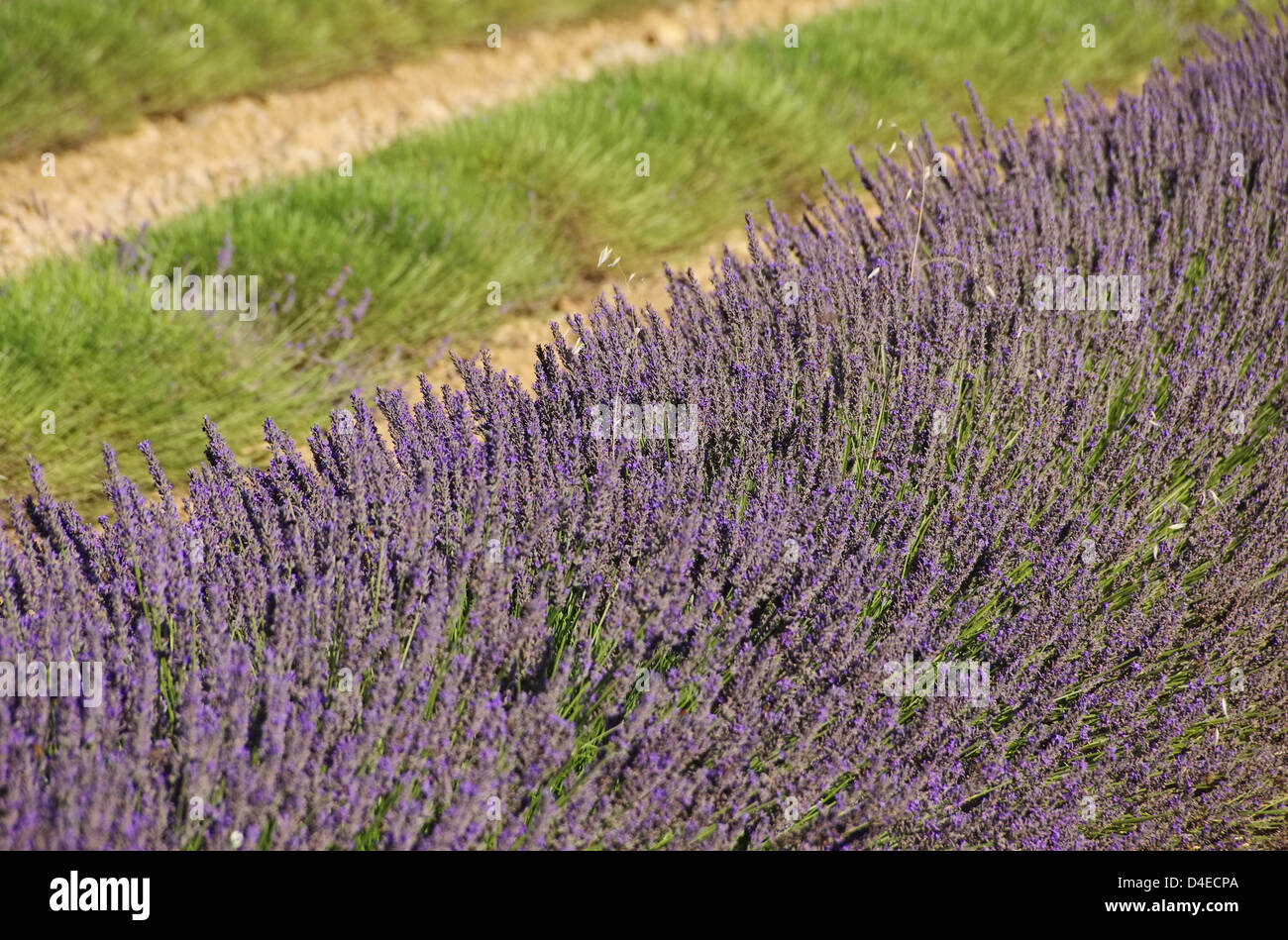 Lavendelfeld Ernte - lavender field harvest 19 Stock Photo
