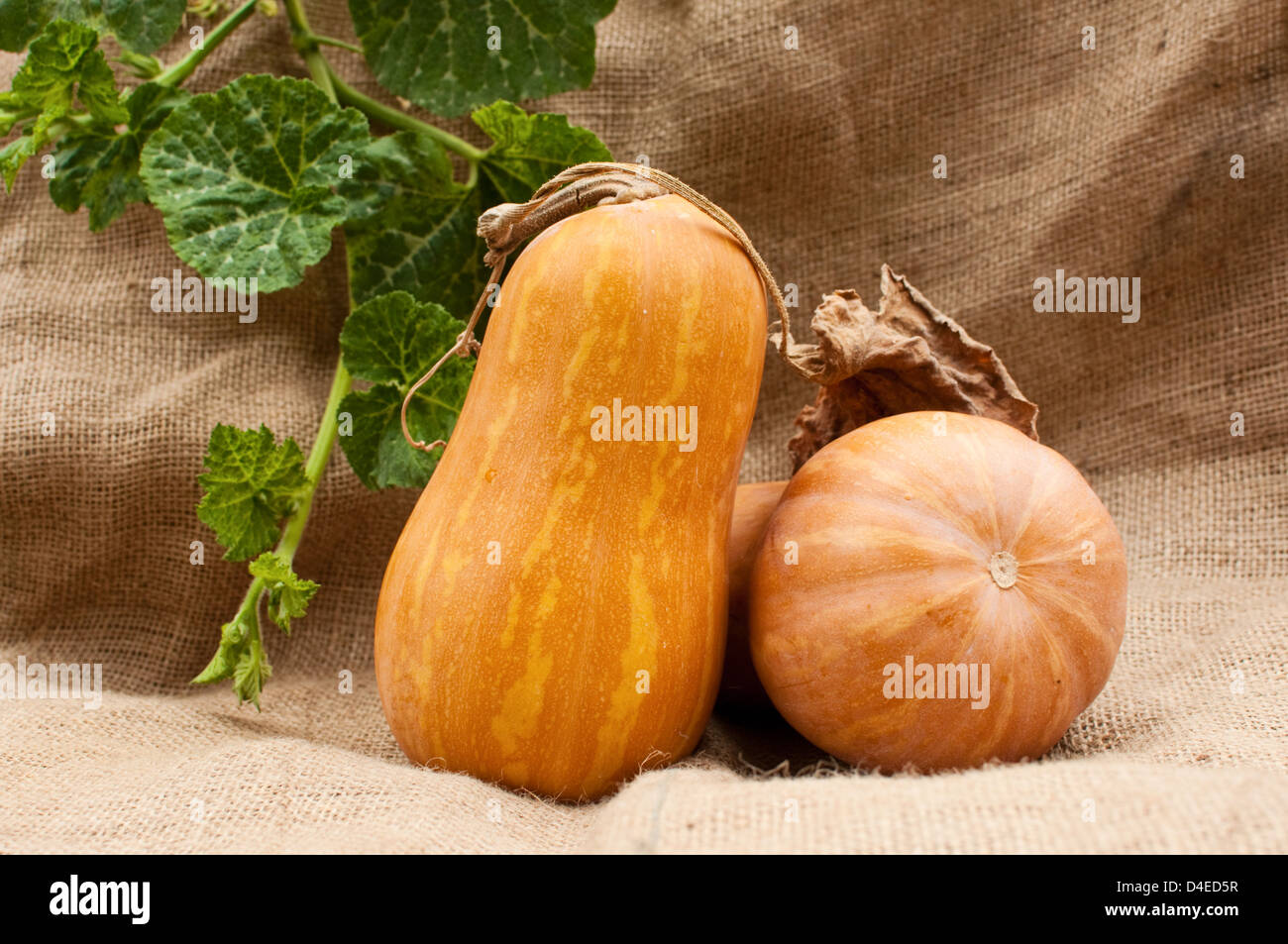 Rustic autumn still life with pumpkins on old wood Stock Photo - Alamy