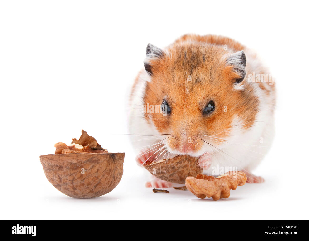 Hamster eating walnut on white Stock Photo