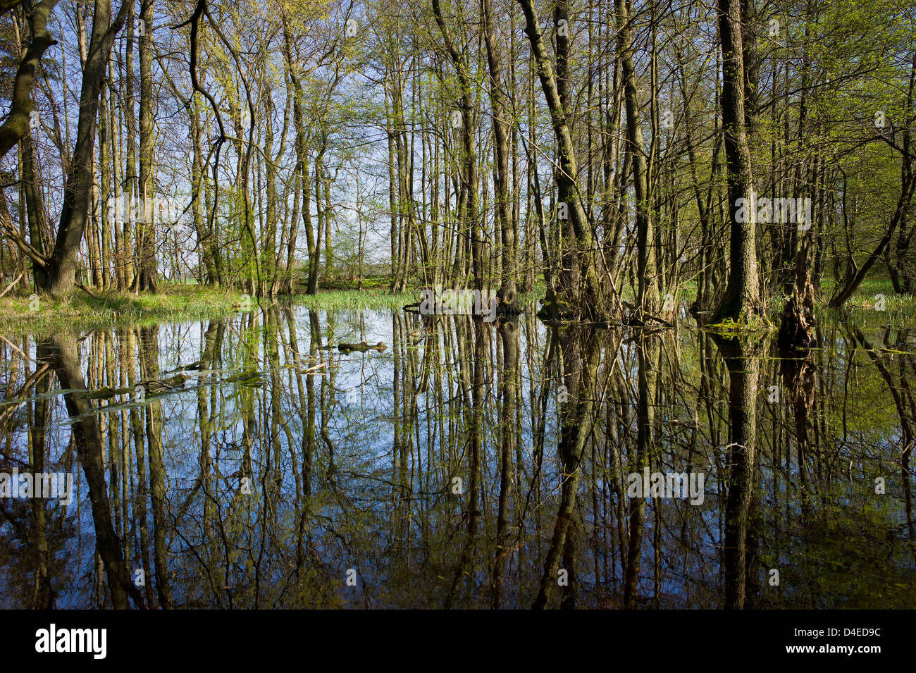 Sietow, Germany, swampy terrain in a forest Stock Photo