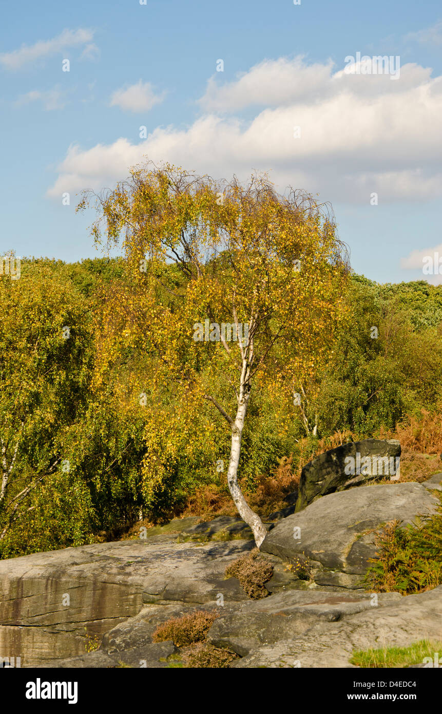A birch tree growing on the rocks at Shipley Glen showing of its Autumn