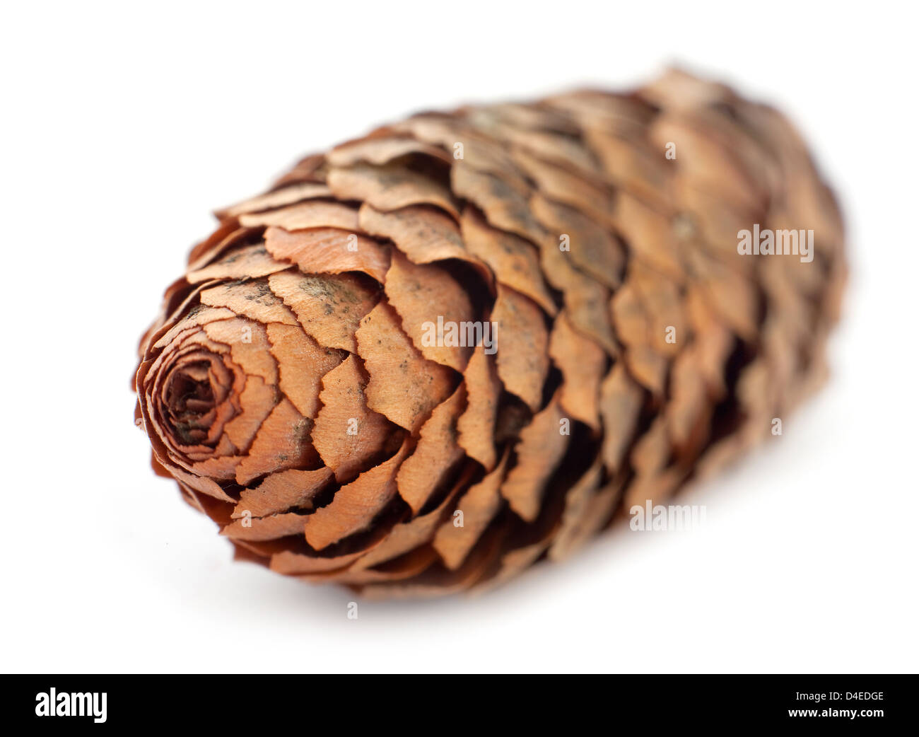 Closeup pine cone isolated on white Stock Photo