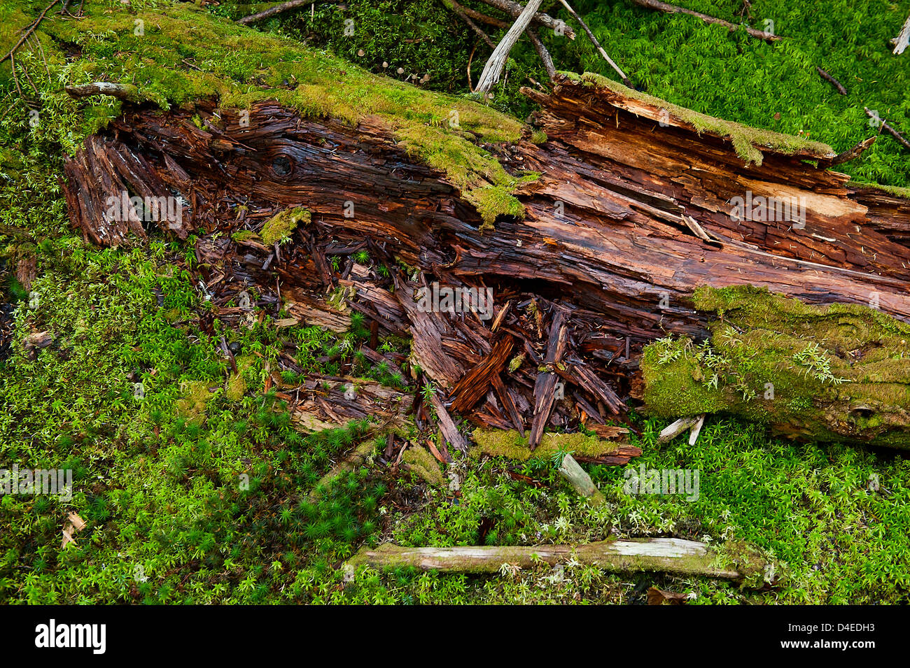 Rotting tree and moss, Blagden Preserve, Indian Point, Maine, ME, USA Stock Photo