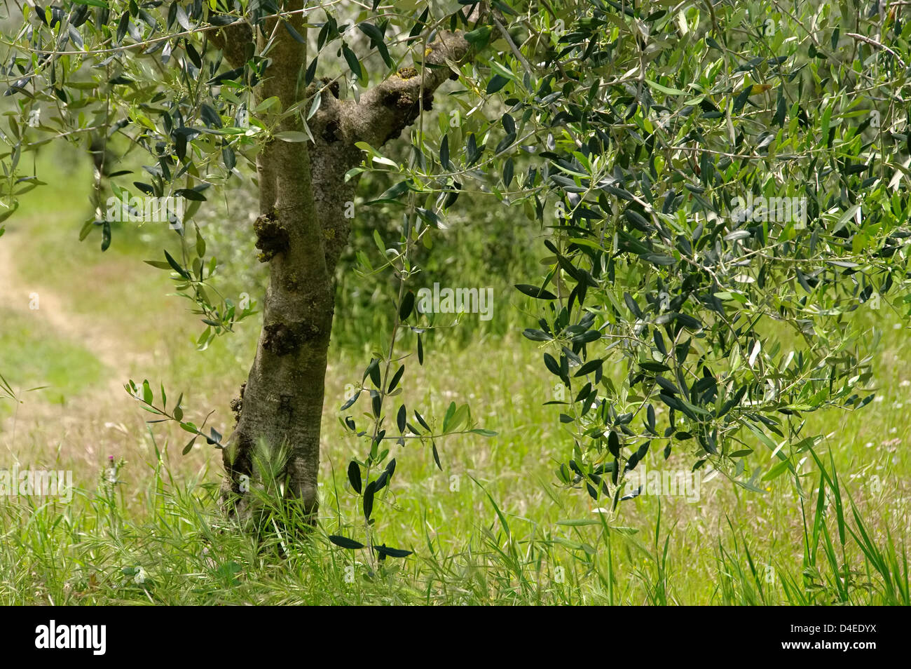 Olivenbaum Stamm - olive tree trunk 21 Stock Photo