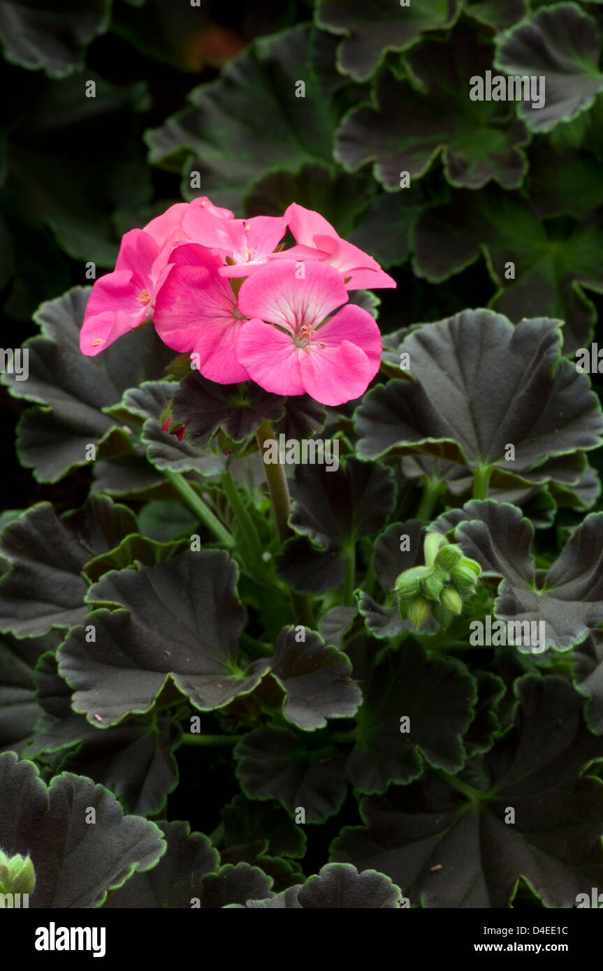 Pelargonium X hortorum 'Black Velvet Rose (R)'. F1 Stock Photo - Alamy