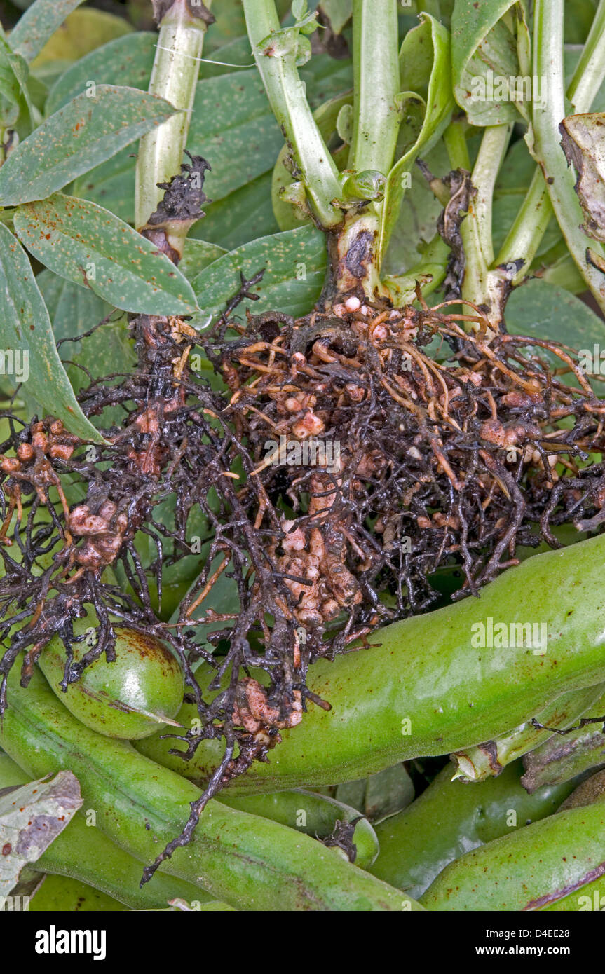 Nitrogen generating nodules on Broad Bean roots. Stock Photo