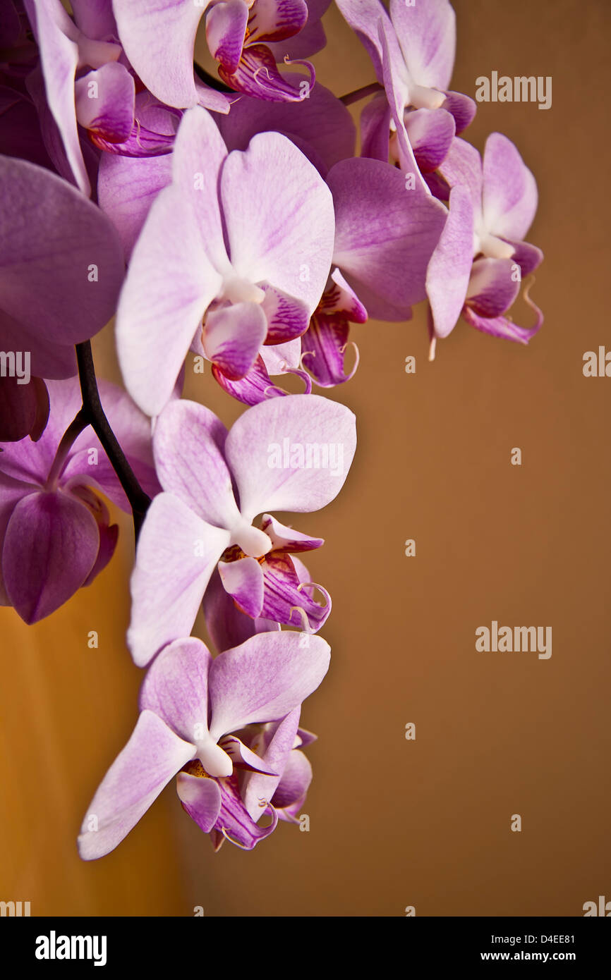 Pink orchids falling in cascades Stock Photo Alamy