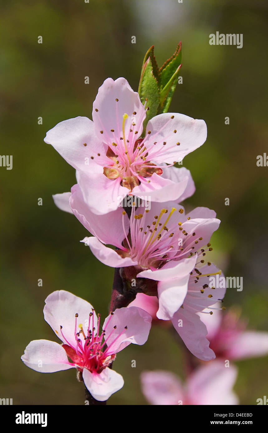 Pfirsichbluete - flower from peach tree 02 Stock Photo