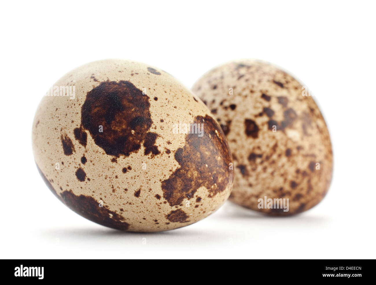 Quail egg closeup isolated on white Stock Photo