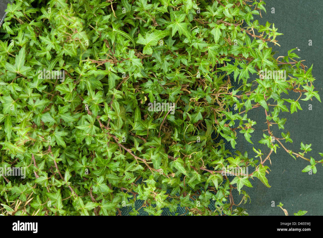Hedera helix 'Anita' Stock Photo - Alamy