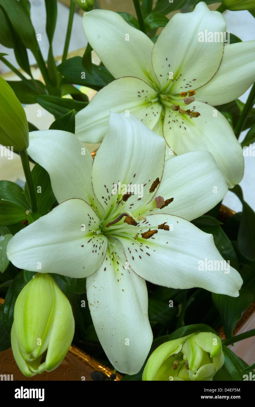 Asiatic Lilium 'Eyeliner' Stock Photo Alamy