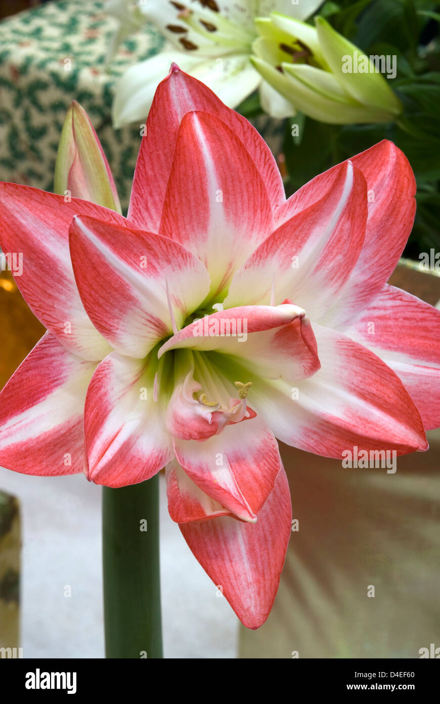 Hippeastrum 'Blossom'. 'Amaryllis'. Stock Photo
