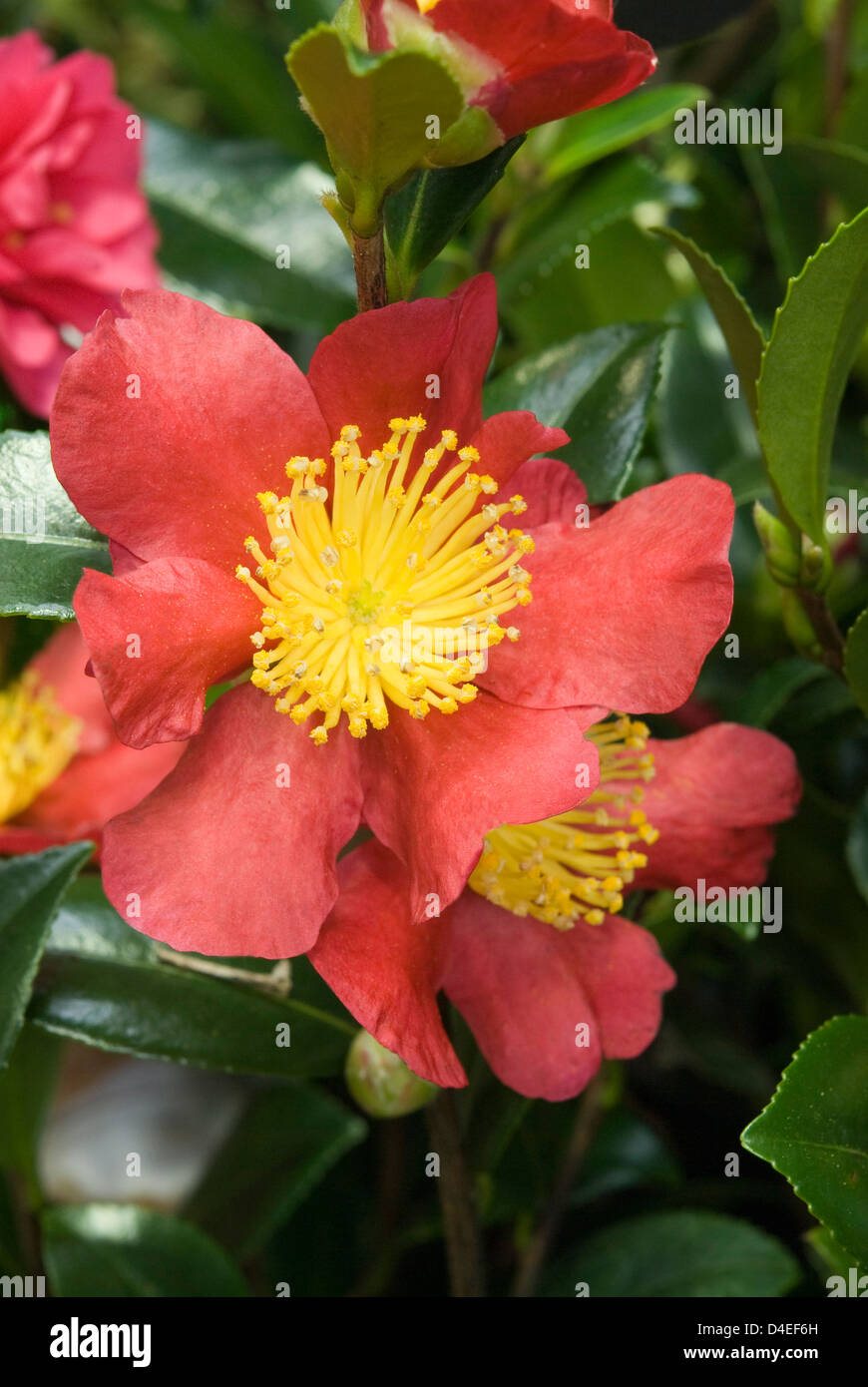 Camellia X vernalis 'Yuletide'. Stock Photo
