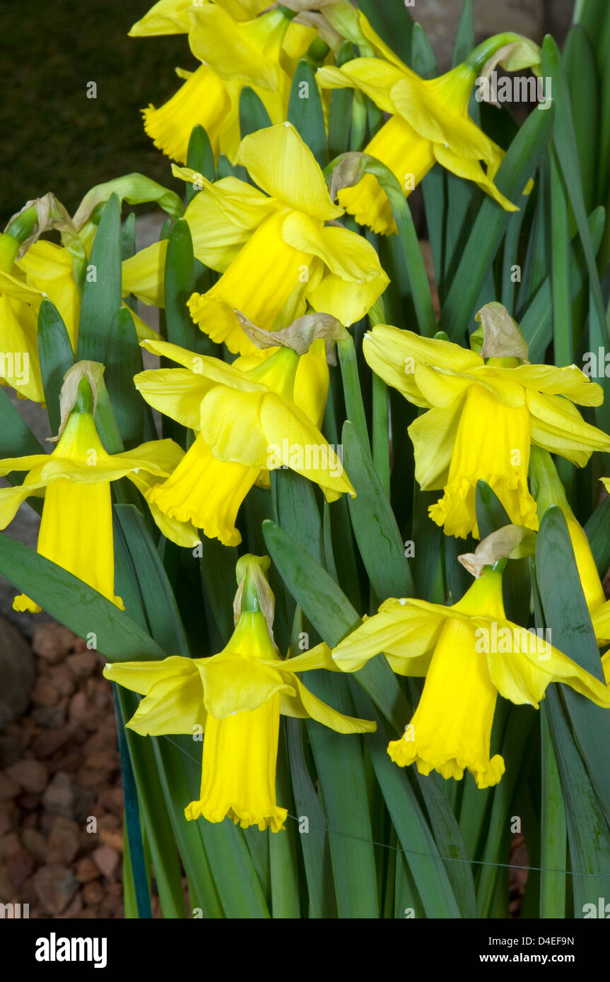 Narcissus 'Arkle'. Stock Photo