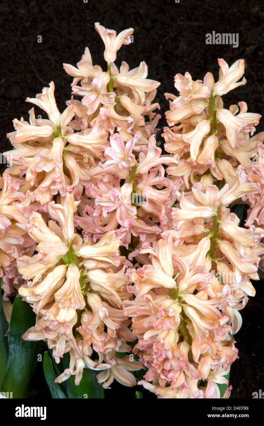 Hyacinthus 'Gypsy Queen'. Stock Photo