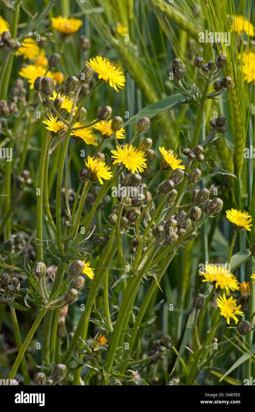 Narrow-leaved Hawkweed (Hieracium umbellatum). Stock Photo