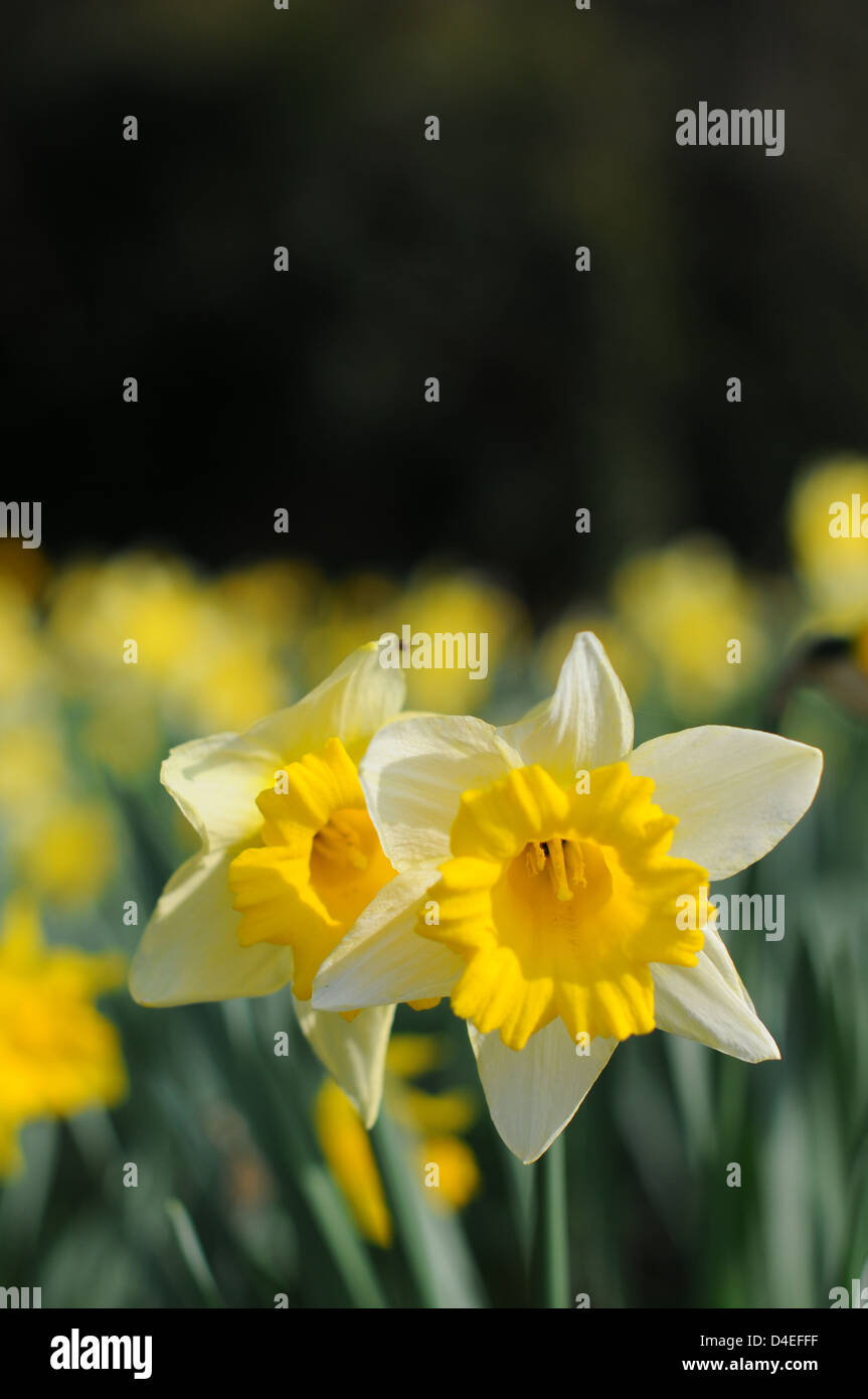 Daffodils flowering in the spring in England. Stock Photo