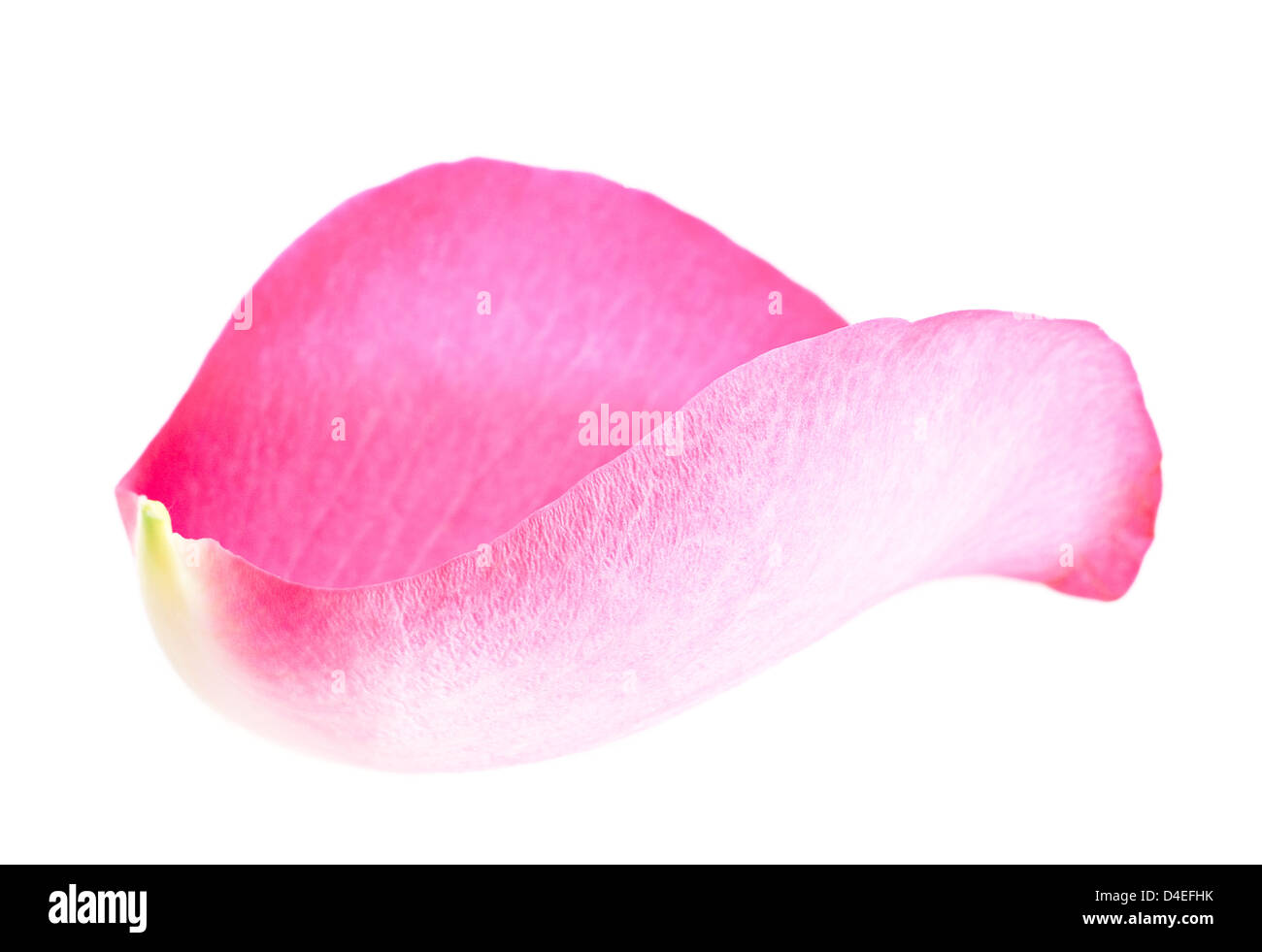 Pink rose petal closeup isolated on white Stock Photo