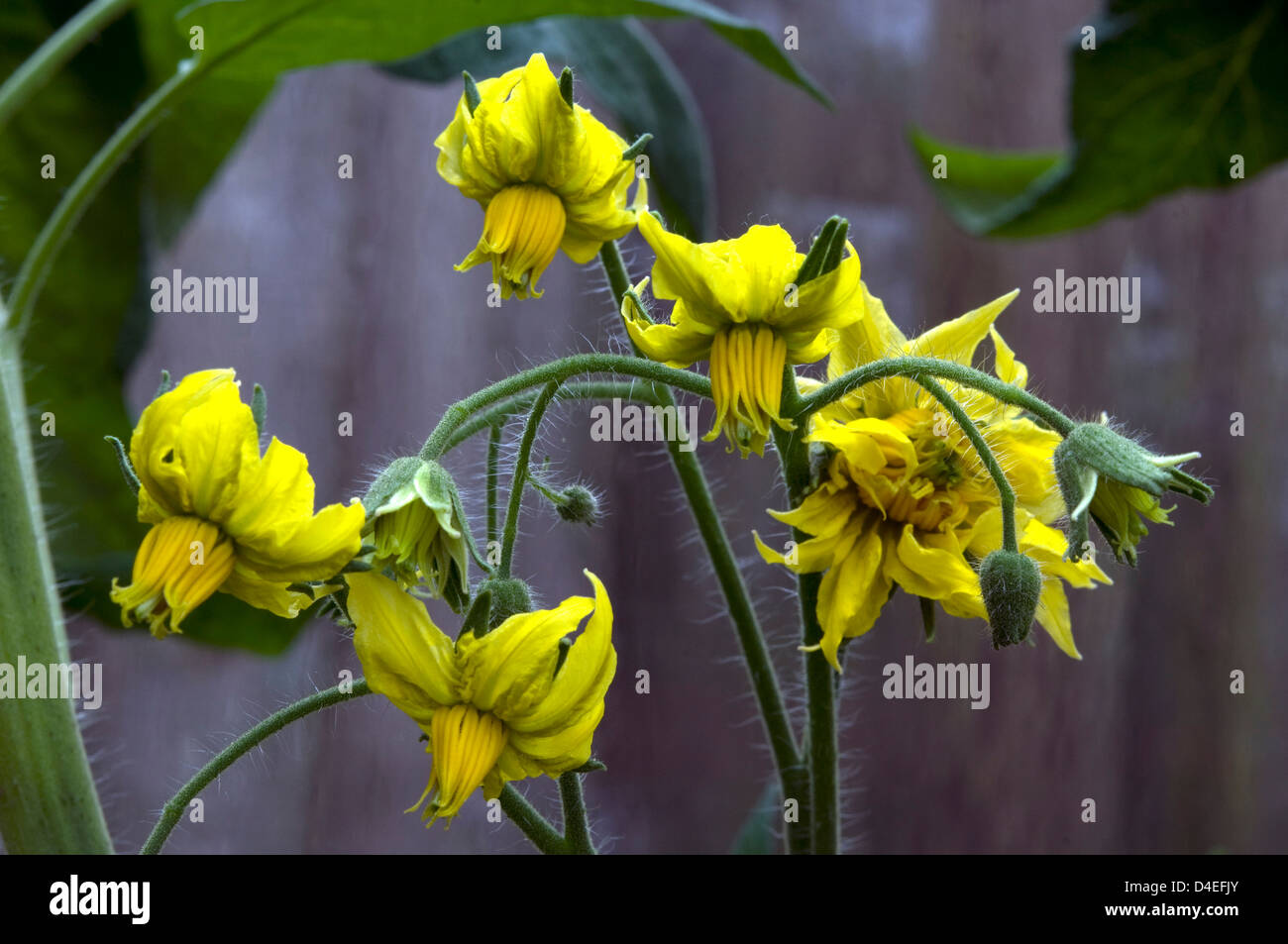 Tomato 'Brandywine' flowers Stock Photo Alamy