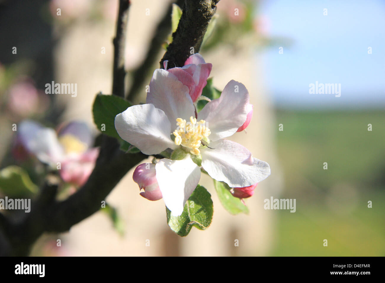 spring blossom - apple tree in flower Stock Photo