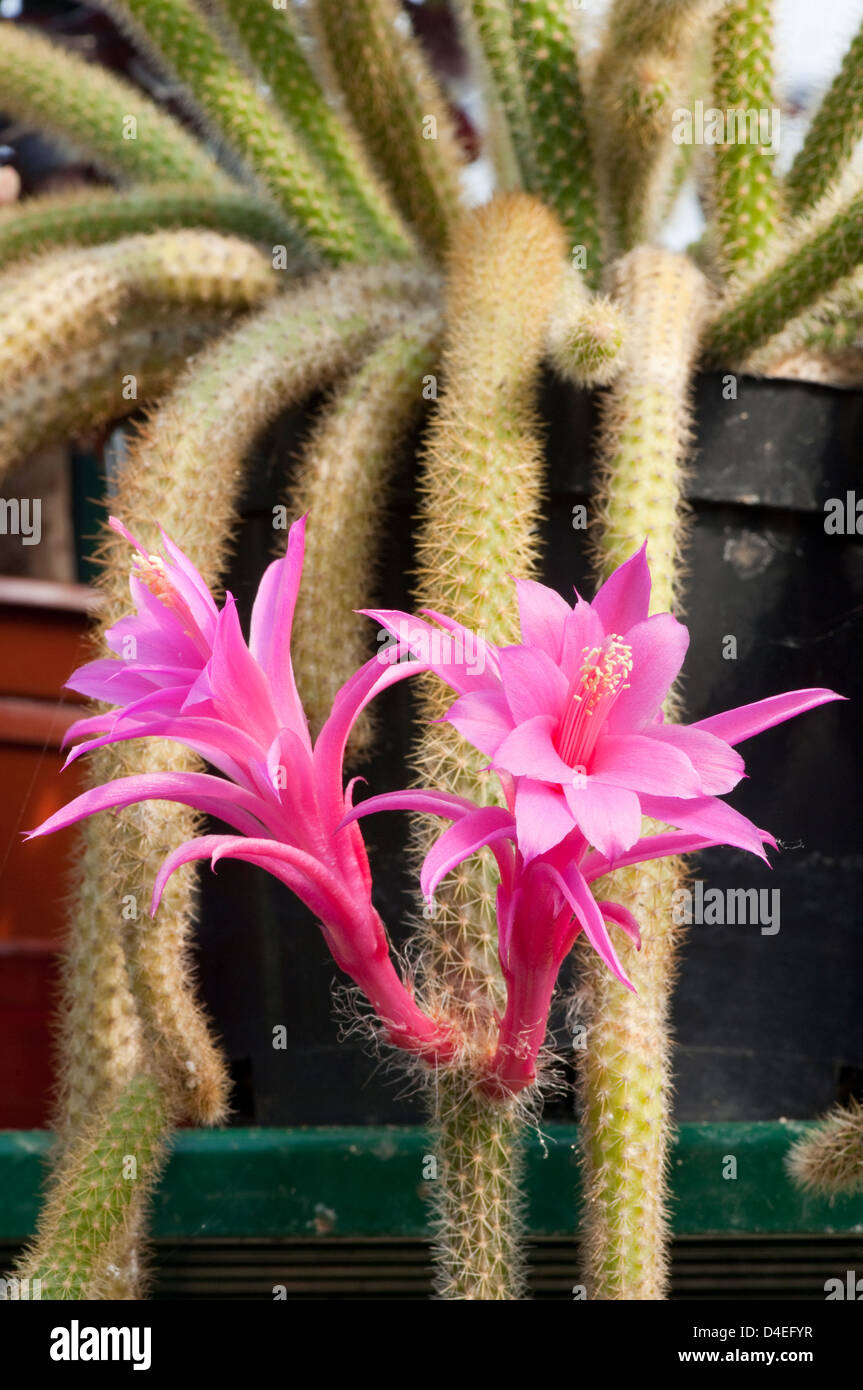 Aporocactus flagelliformis. "Rat Tail Cactus". syn. Disocactus  flagelliformis Stock Photo - Alamy