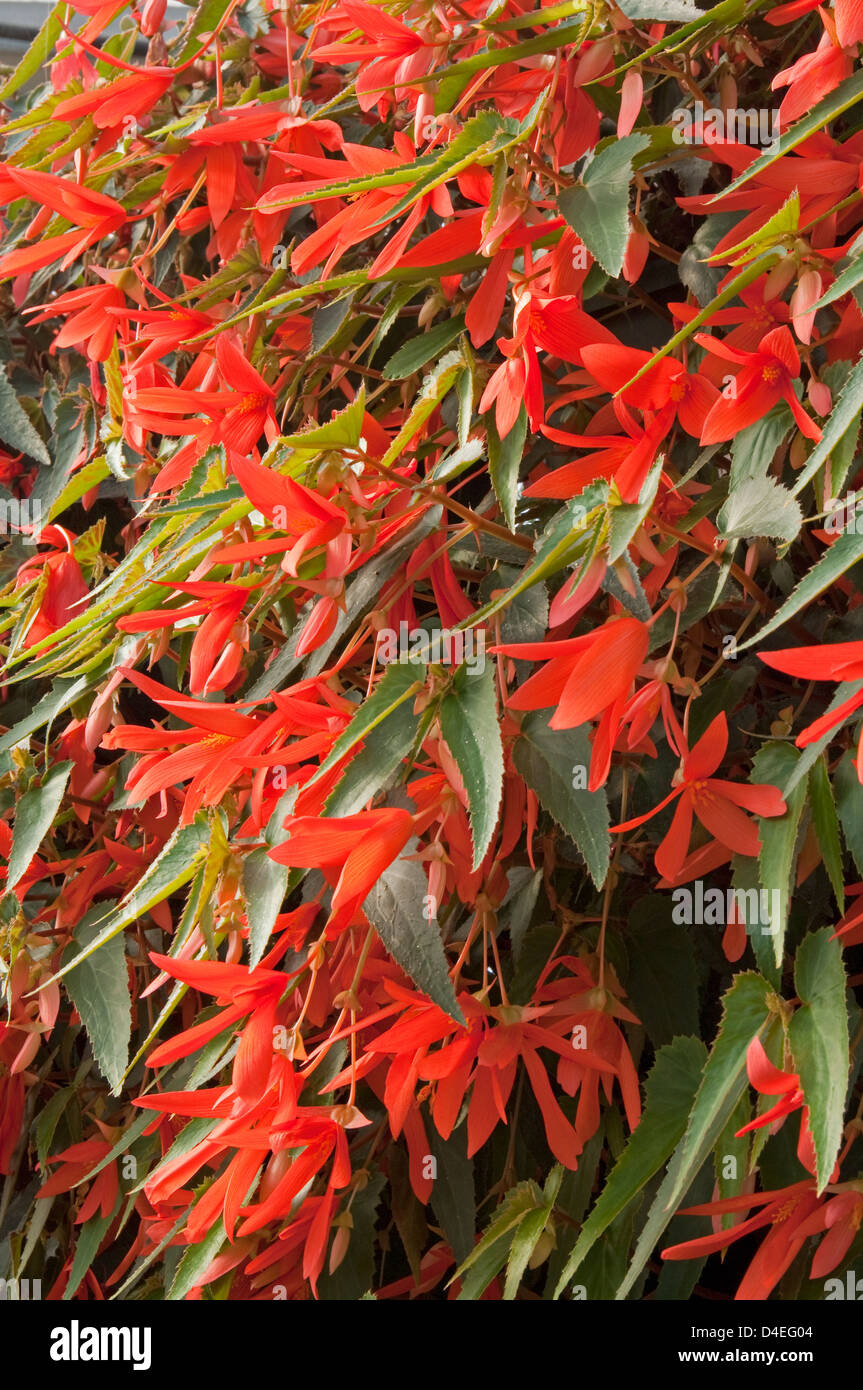 Begonia 'Million Kisses' Stock Photo - Alamy