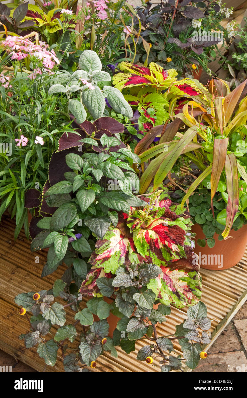 Containers Patio Annuals Spiranthes Coleus Plectranthus etc giving