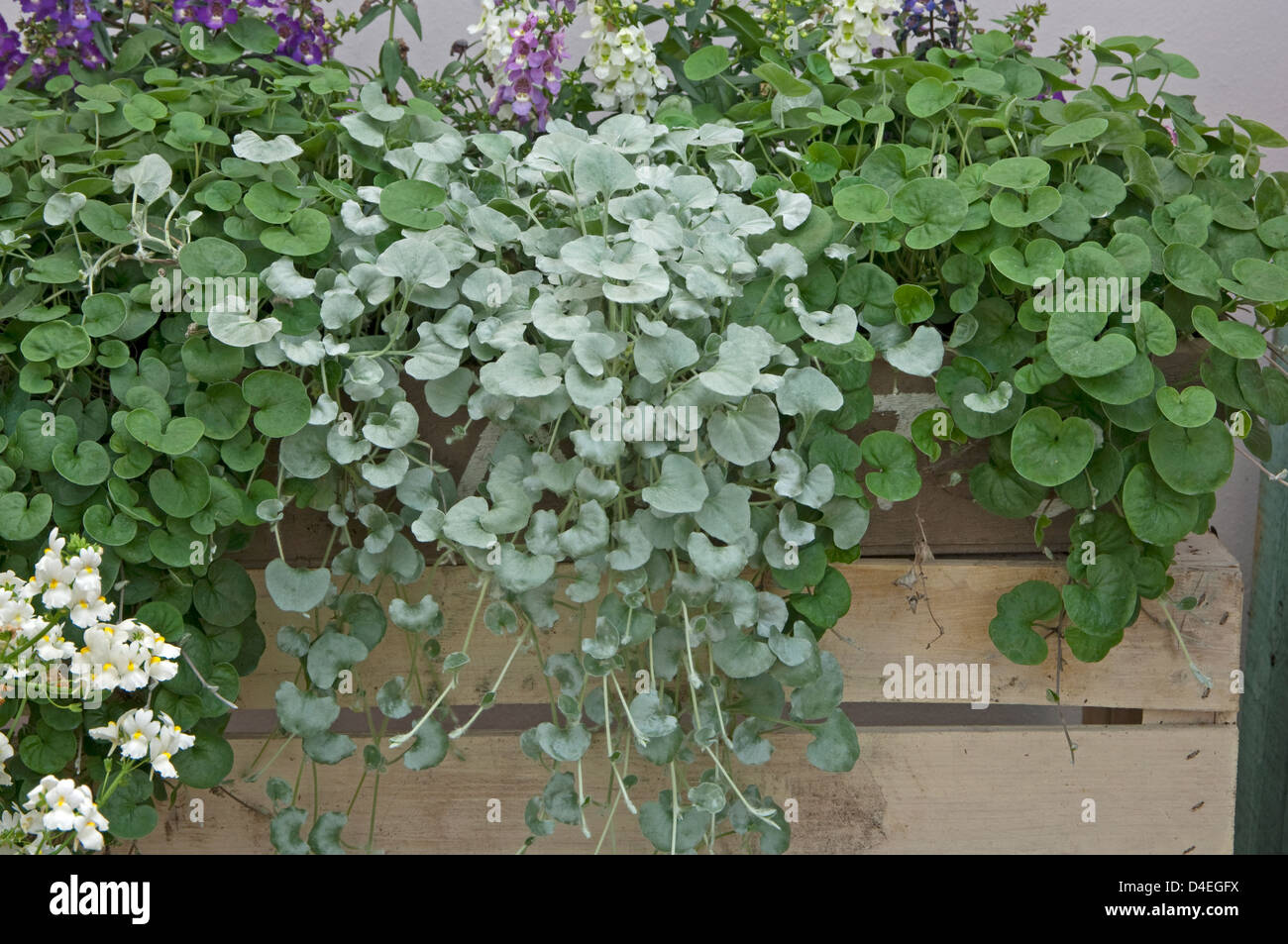 Dichondra argentea 'Silver Falls' and the green variety D.micrantha. Syn.D.repens = D. micrantha. Stock Photo
