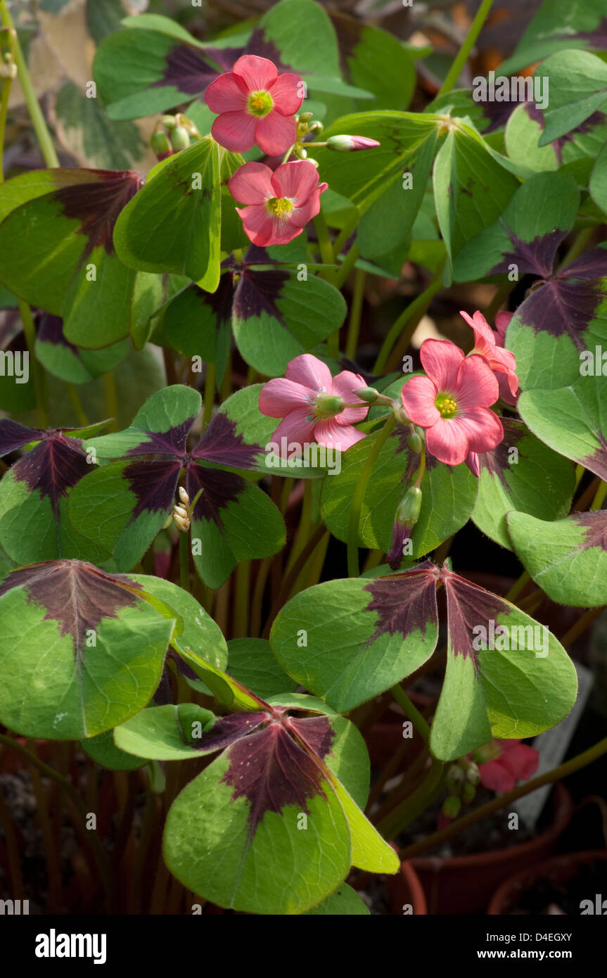 Oxalis tetraphylla 'Iron Cross' Stock Photo Alamy