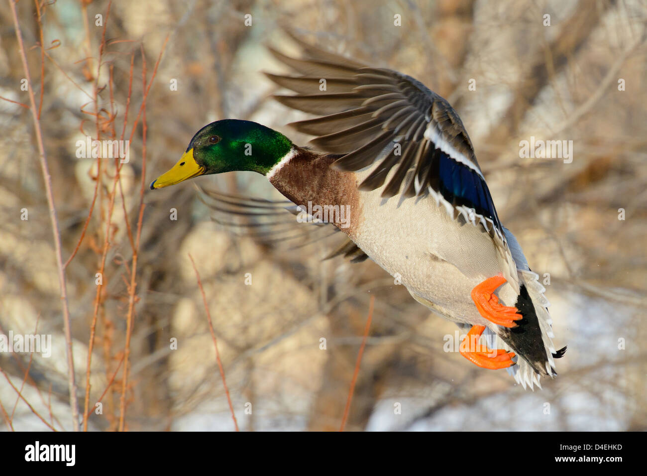 Mallard Drake in flight and about to land Stock Photo