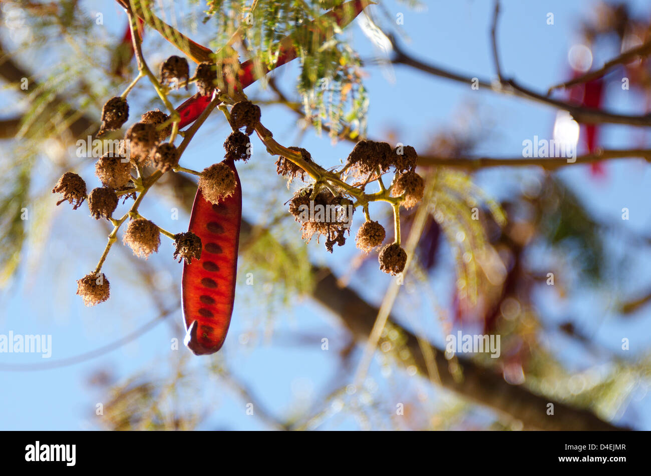 The deep red seedpods and delicate leaves of the guaje, or Huāxcuahuitl, tree. Oaxaca, Mexico. Stock Photo