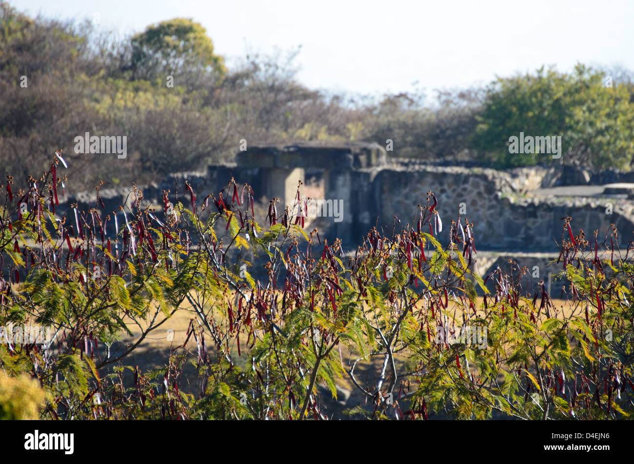 Guaje trees full of red seedpods in front of the ruins of Tomb 7, Monte Alban, Mexico Stock Photo