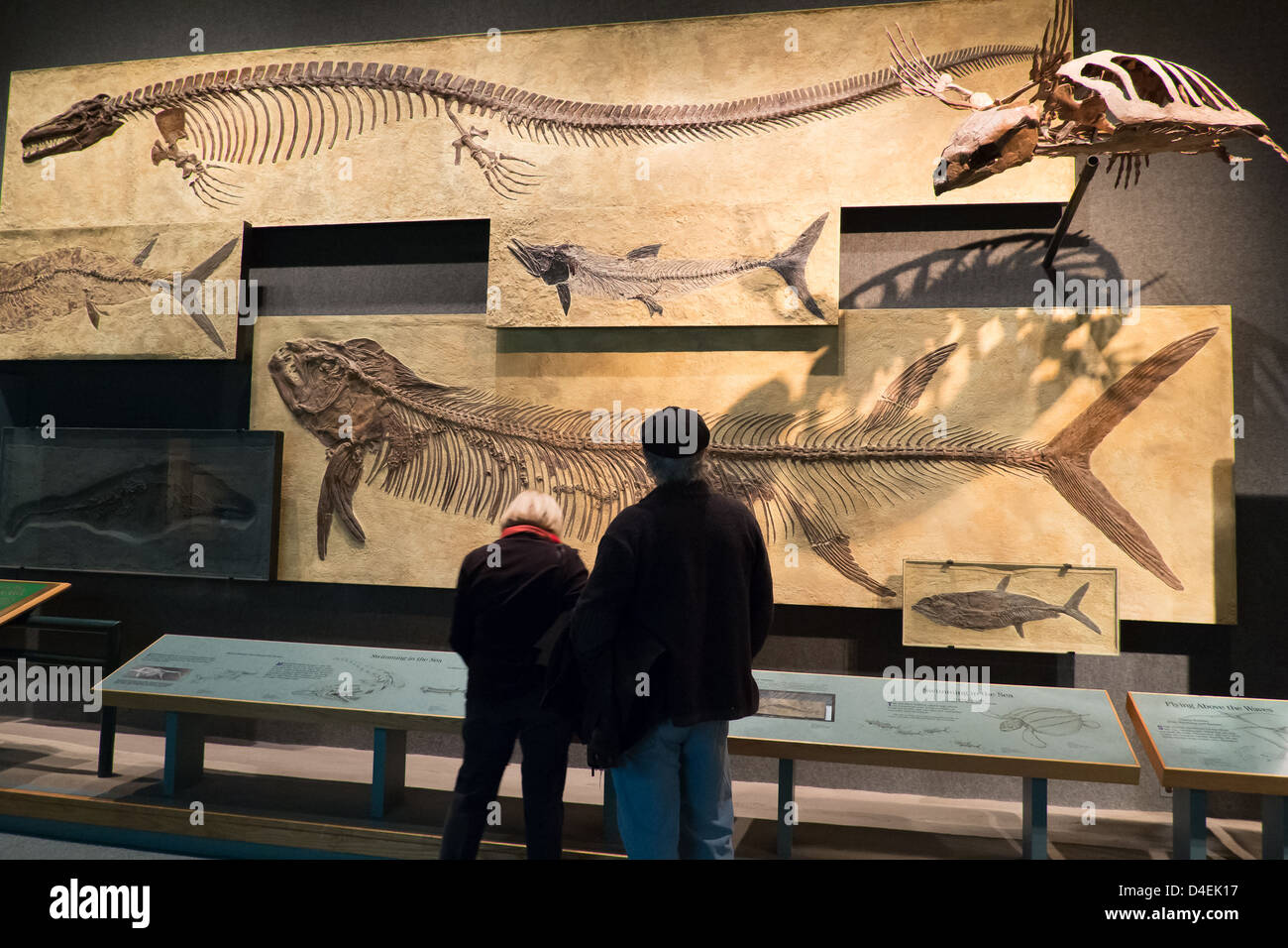 Denver museum fossil hi-res stock photography and images - Alamy