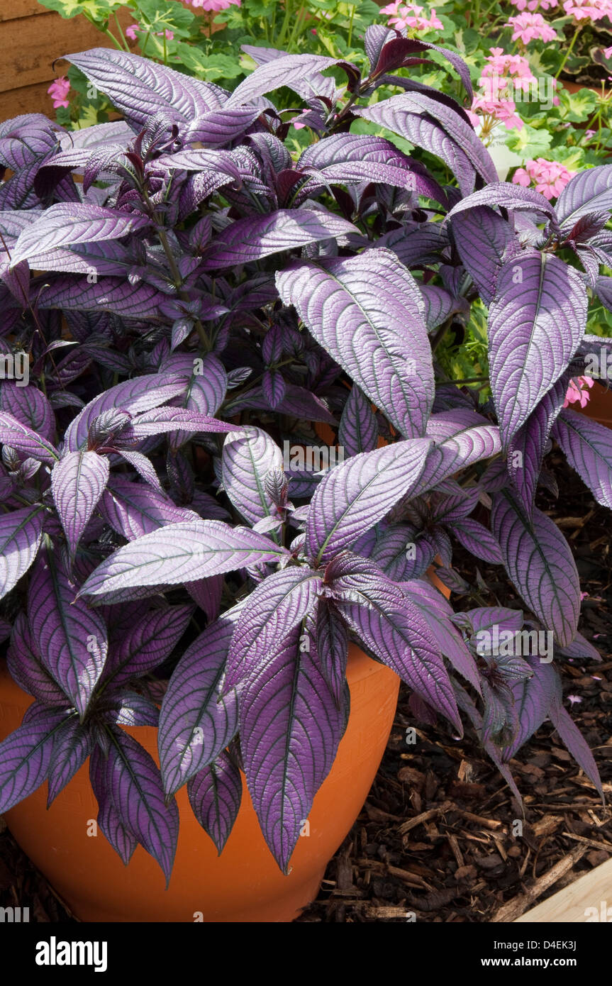Strobilanthes 'Persian Sheild growing in a container. Stock Photo
