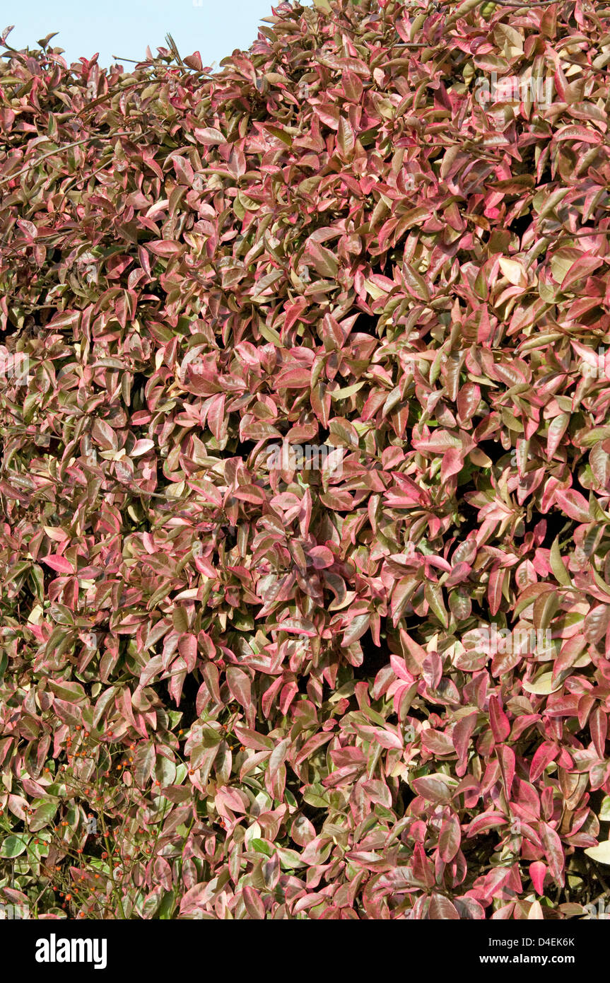 Trachelospermum jasminoides 'Variegata'. Showing the rich winter colour in January. Stock Photo