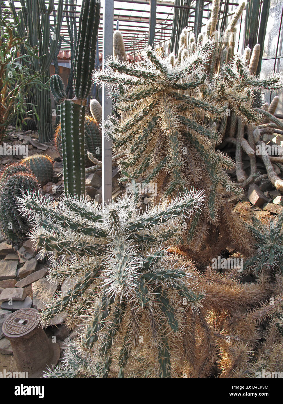 Cylindrica Opuntia. Opuntia tunicata. Stock Photo