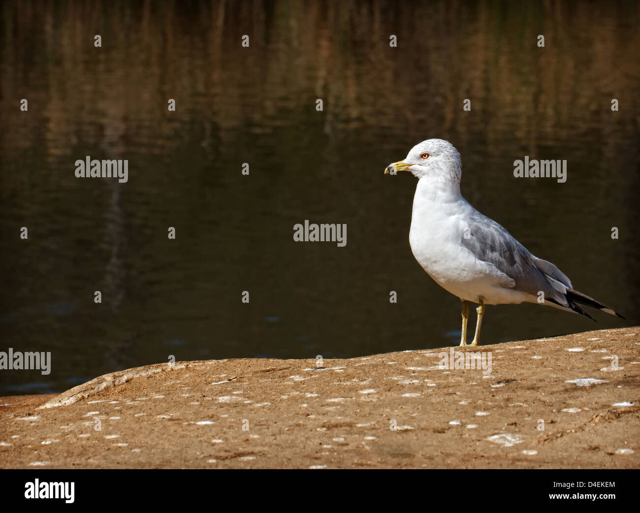 A California seagull, standing on shore, next to a pond. Stock Photo