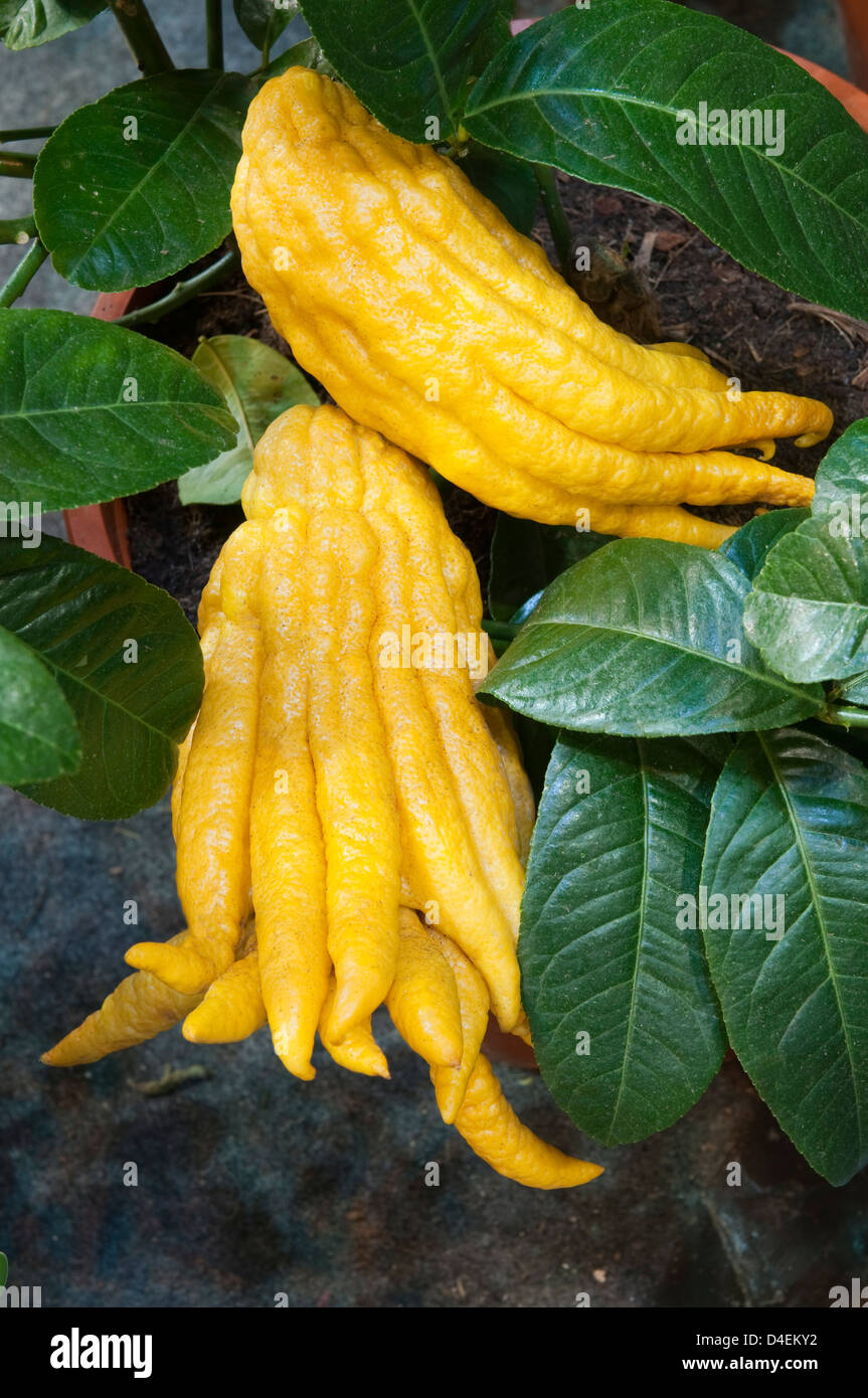 Citrus medica 'Buddhas Hand'. Stock Photo