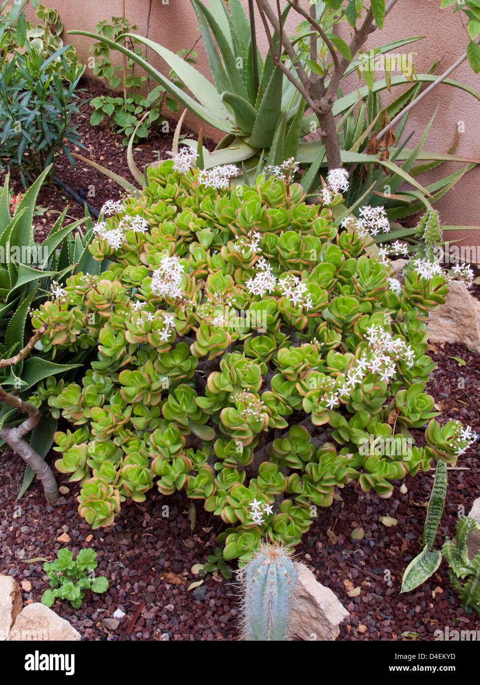 Crassula ovata - 'Jade Plant', 'Money Plant', Friendship Tree'. Growing in Canary Island garden. Stock Photo