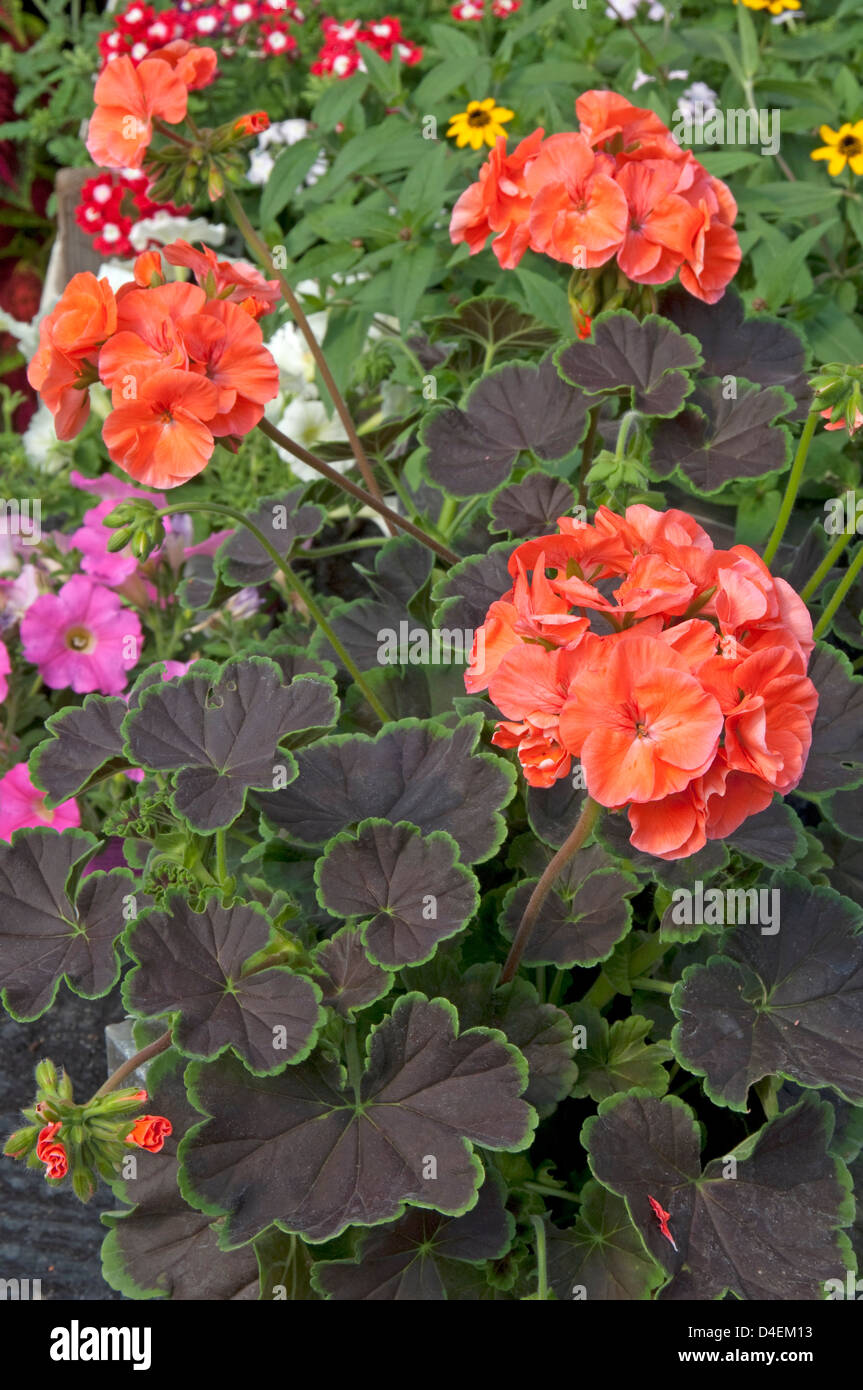 Geranium (Pelargonium) Black Velvet 'Coral'. Stock Photo