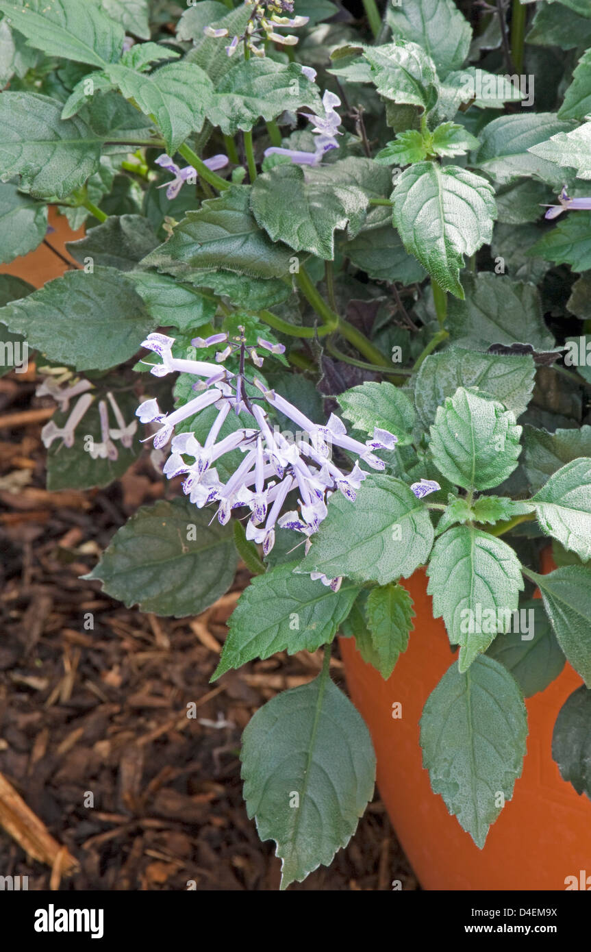 Plectranthus 'Mona Lavender' Stock Photo - Alamy