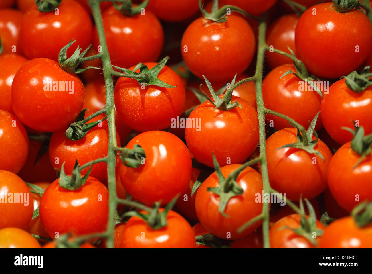 Berlin, Germany, vine tomatoes at Fruit Logistica 2011 Stock Photo