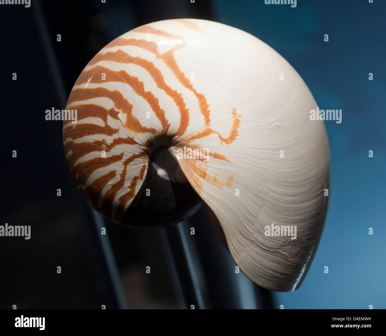 Cambered Nautilus (Nautilus pompilius) shell Stock Photo
