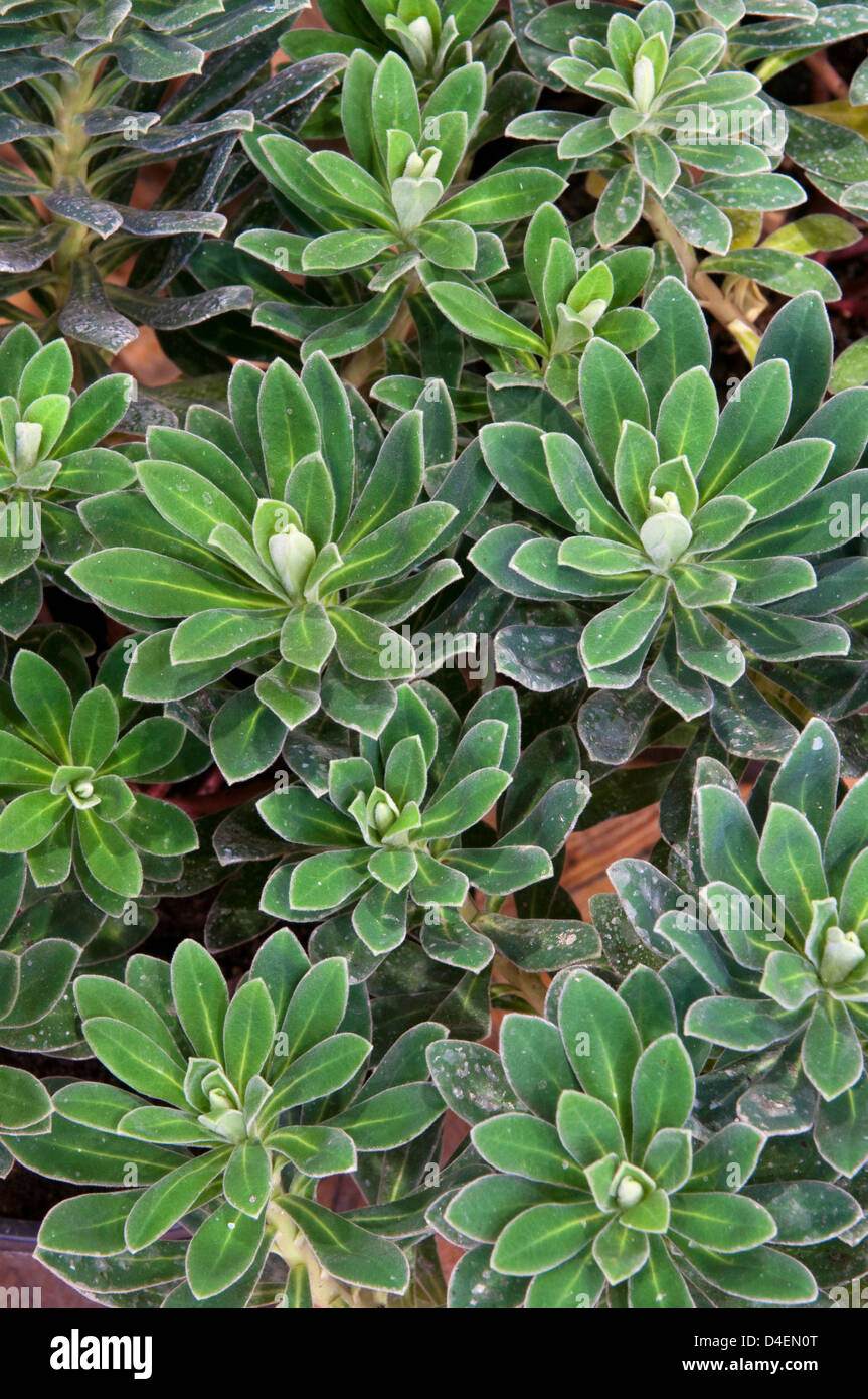 Euphorbia 'Portuguese Velvet'. Stock Photo