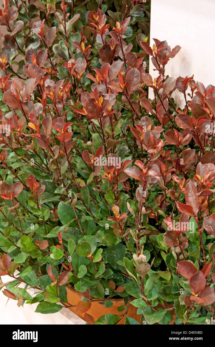 In The Garden Red Tip Photinias