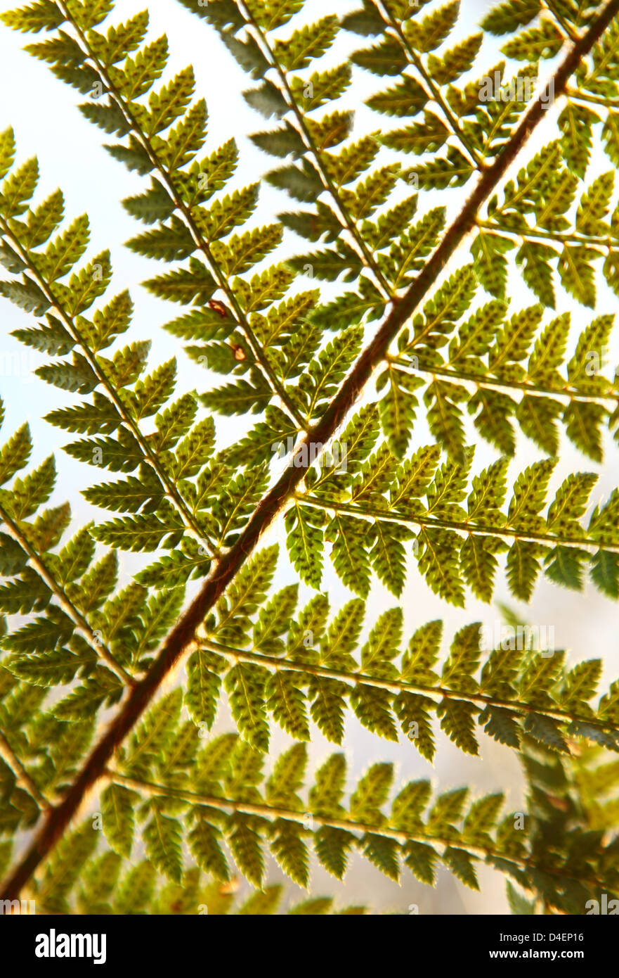 Green bracken, fern leaf as a background Stock Photo